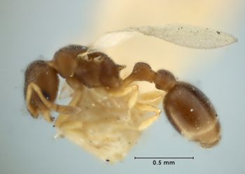 Media type: image;   Entomology 22887 Aspect: habitus lateral view